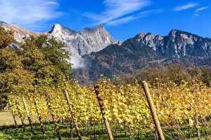 Wine Country Prints: 2yhdh5w