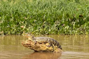 Caiman Prints: 2yhgfgd