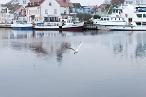 Bird In Flight Prints: 2yhgxj2