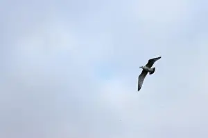 Bird In Flight Prints: 2yhgy16