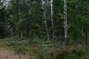 Swedish Forest Prints: 2yhm4h0