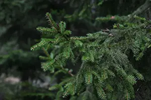 Swedish Forest Prints: 2yhm56g