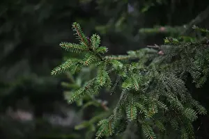 Swedish Forest Prints: 2yhm6dk