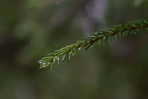 Swedish Forest Prints: 2yhma5n