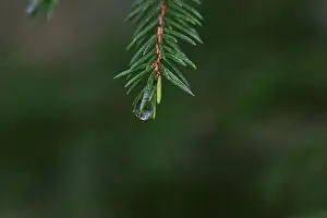 Swedish Forest Prints: 2yhmb35