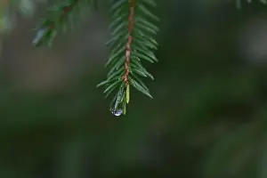 Swedish Forest Prints: 2yhmbkn