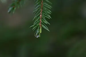 Swedish Forest Prints: 2yhmbrr