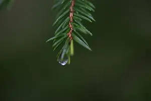 Swedish Forest Prints: 2yhmc0t