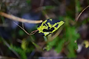 Swedish Forest Prints: 2yhmckd