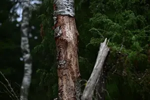 Swedish Forest Prints: 2yhmd0f