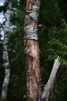Swedish Forest Prints: 2yhmd0r