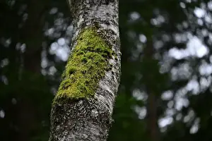 Swedish Forest Prints: 2yhmd11