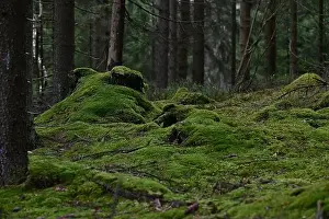 Swedish Forest Prints: 2yhmd32