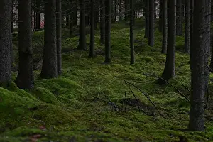 Swedish Forest Prints: 2yhmdmc