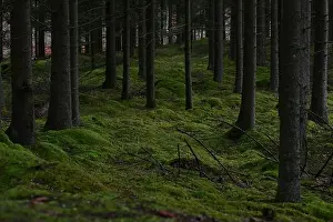 Swedish Forest Prints: 2yhmdnb