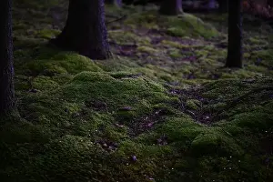 Swedish Forest Prints: 2yhmehn