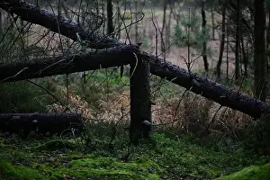 Swedish Forest Prints: 2yhmeya