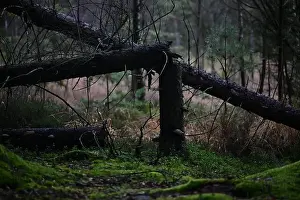 Swedish Forest Prints: 2yhmf7a