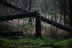 Swedish Forest Prints: 2yhmf7x