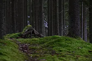 Swedish Forest Prints: 2yhmfng