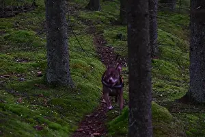 Swedish Forest Prints: 2yhmfpx