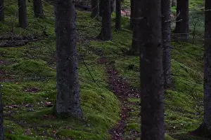 Swedish Forest Prints: 2yhmfrf