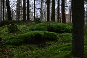 Swedish Forest Prints: 2yhmg7j