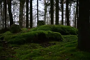 Swedish Forest Prints: 2yhmg8h