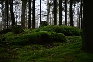 Swedish Forest Prints: 2yhmg90