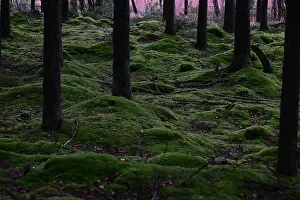 Swedish Forest Prints: 2yhmgx6