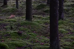 Swedish Forest Prints: 2yhmgxt
