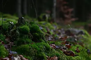 Swedish Forest Prints: 2yhmhhh