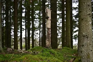Swedish Forest Prints: 2yhmj3n