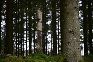 Swedish Forest Prints: 2yhmj4d
