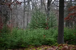 Swedish Forest Prints: 2yhmj91