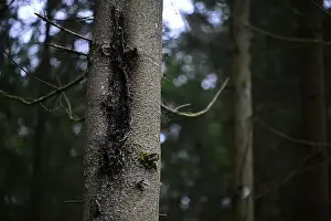 Swedish Forest Prints: 2yhmjj7