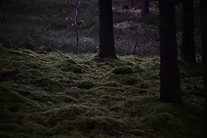 Swedish Forest Prints: 2yhmk8r