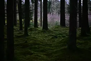 Swedish Forest Prints: 2yhmkm4
