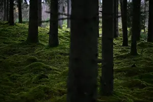 Swedish Forest Prints: 2yhmkt1