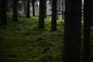 Swedish Forest Prints: 2yhmmap