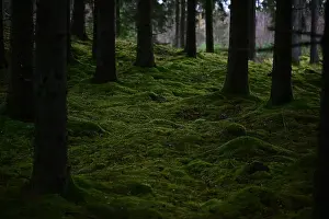 Swedish Forest Prints: 2yhmmw3