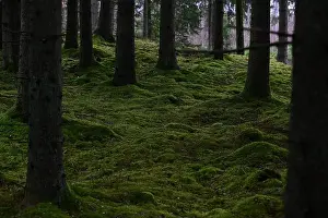 Swedish Forest Prints: 2yhmna7