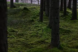 Swedish Forest Prints: 2yhmntm