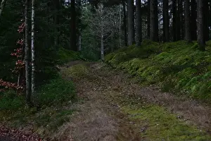 Swedish Forest Prints: 2yhmpma