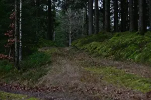 Swedish Forest Prints: 2yhmr5b