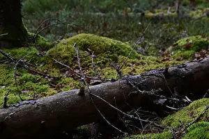 Swedish Forest Prints: 2yhmrjx