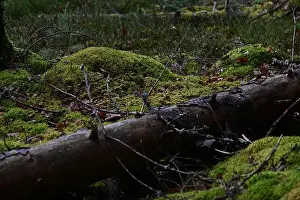 Swedish Forest Prints: 2yhmtgp