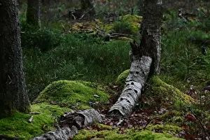 Swedish Forest Prints: 2yhmwhx