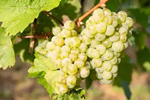 Riesling Prints: 2yj4wth