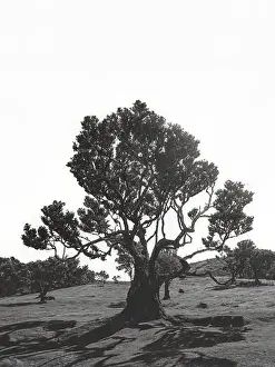 Artistic Photography Prints: 2yj6h52
